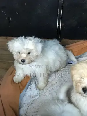 Photo - 1-3 months Male Purebred Maltese