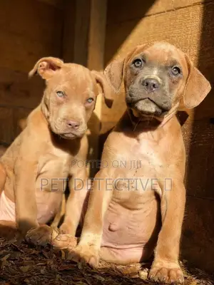 Photo - 1-3 months Male Purebred Bullmastiff