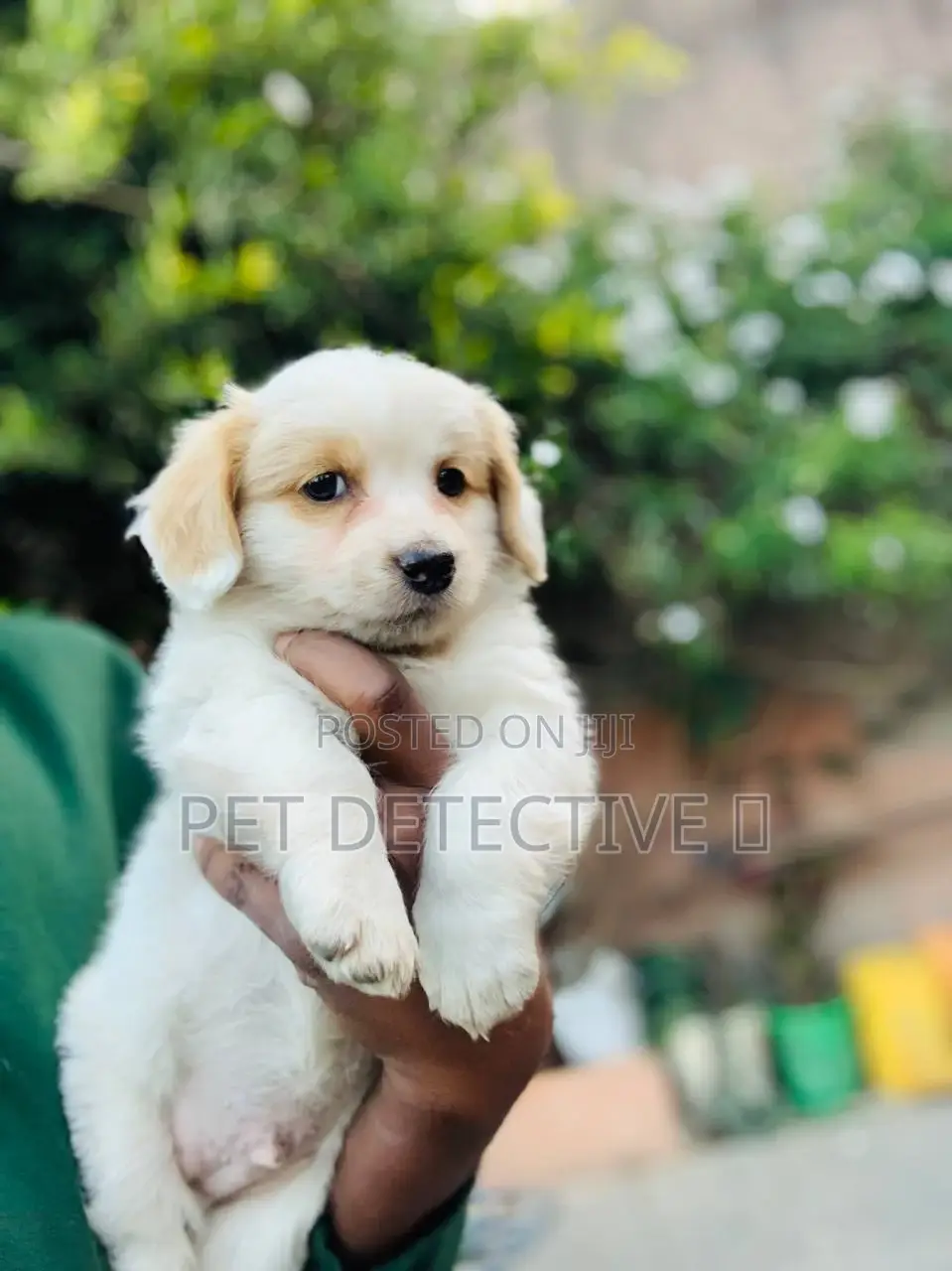 1-3 months Male Purebred Maltese