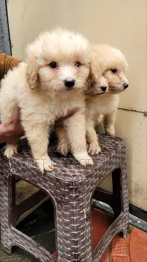 Photo - 1-3 months Male Purebred Maltese