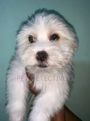 Photo - 1-3 months Female Purebred Maltese