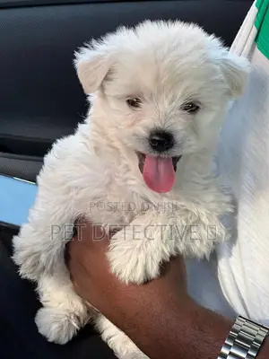 Photo - 1-3 months Male Purebred Maltese