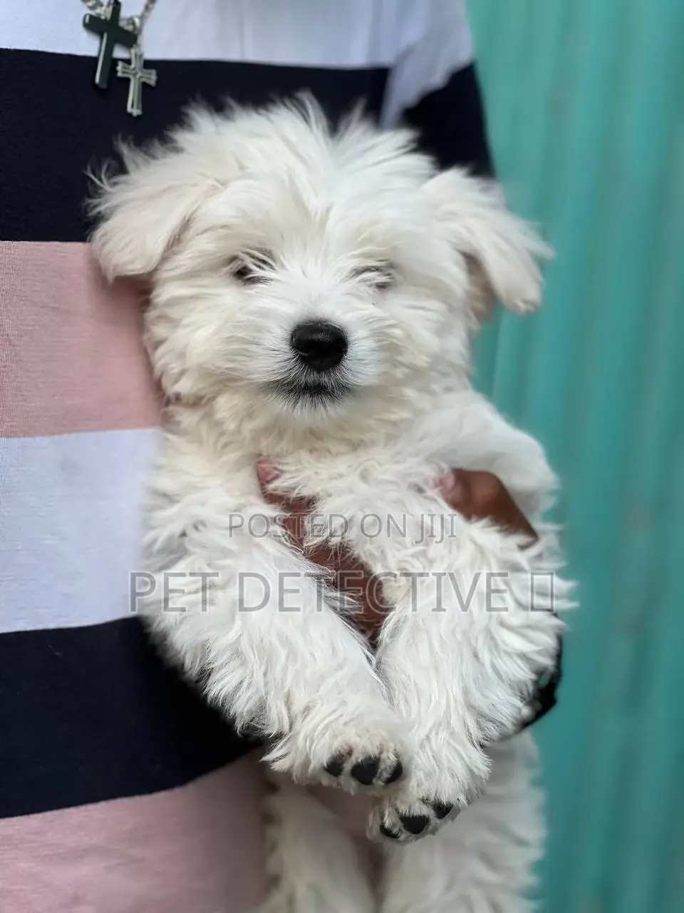 1-3 months Male Purebred Maltese