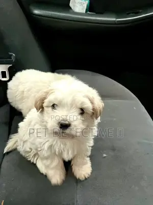 Photo - 1-3 months Male Purebred Maltese