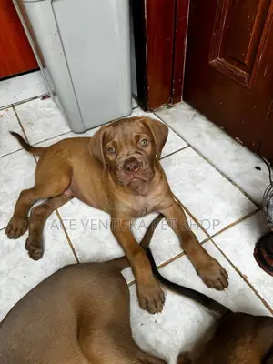 Photo - 1-3 months Male Purebred Bullmastiff