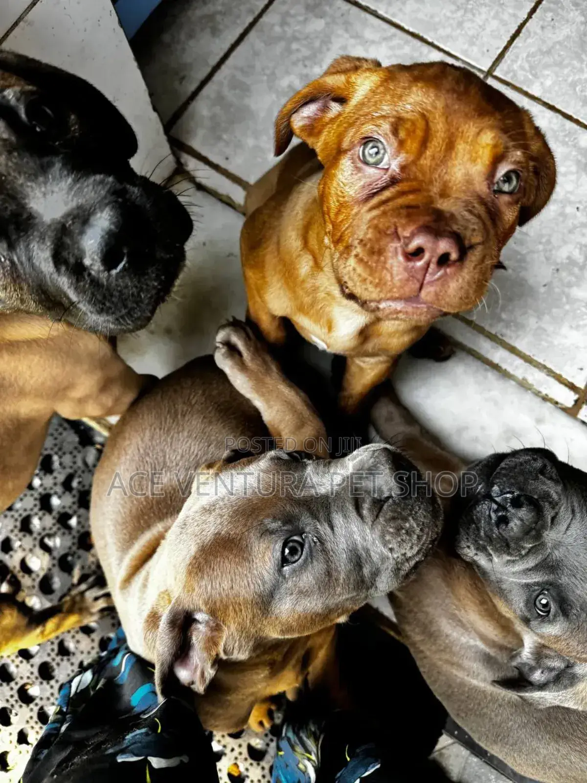 1-3 months Male Purebred Bullmastiff