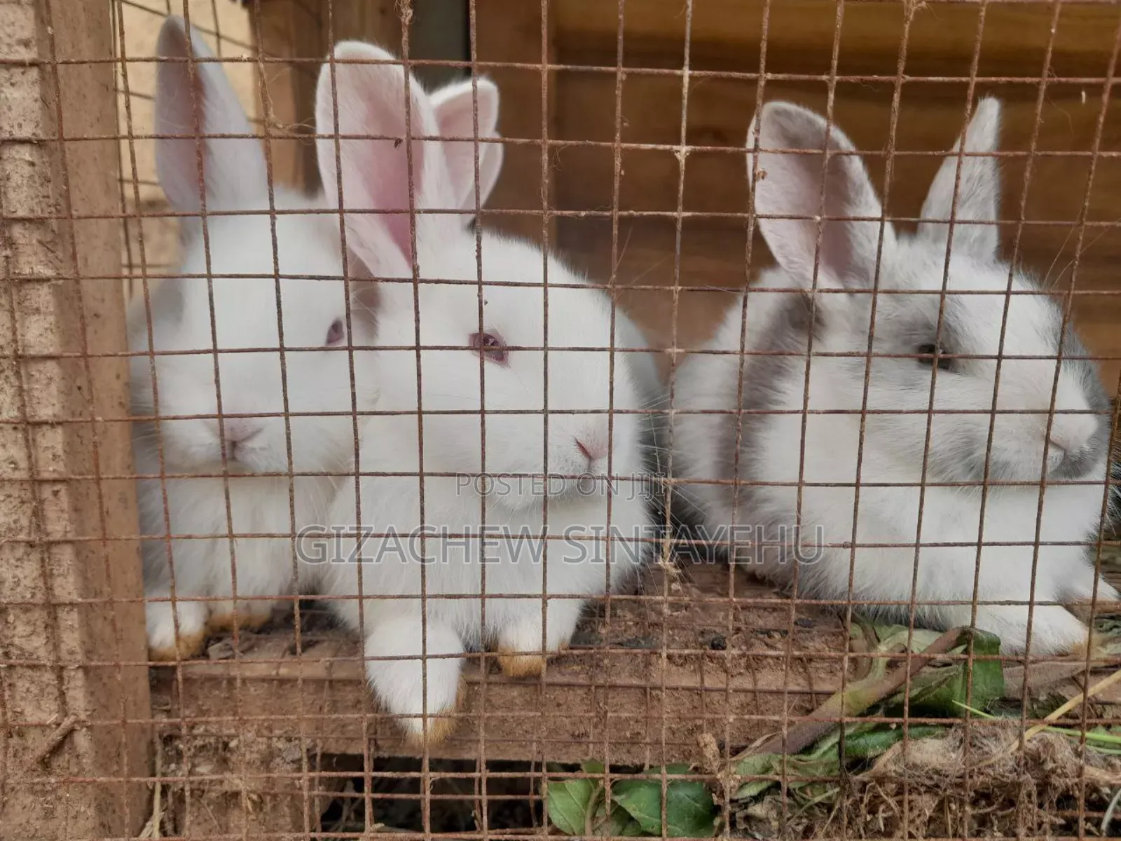 Cute Rabbits