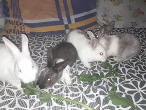 Cute Rabbits