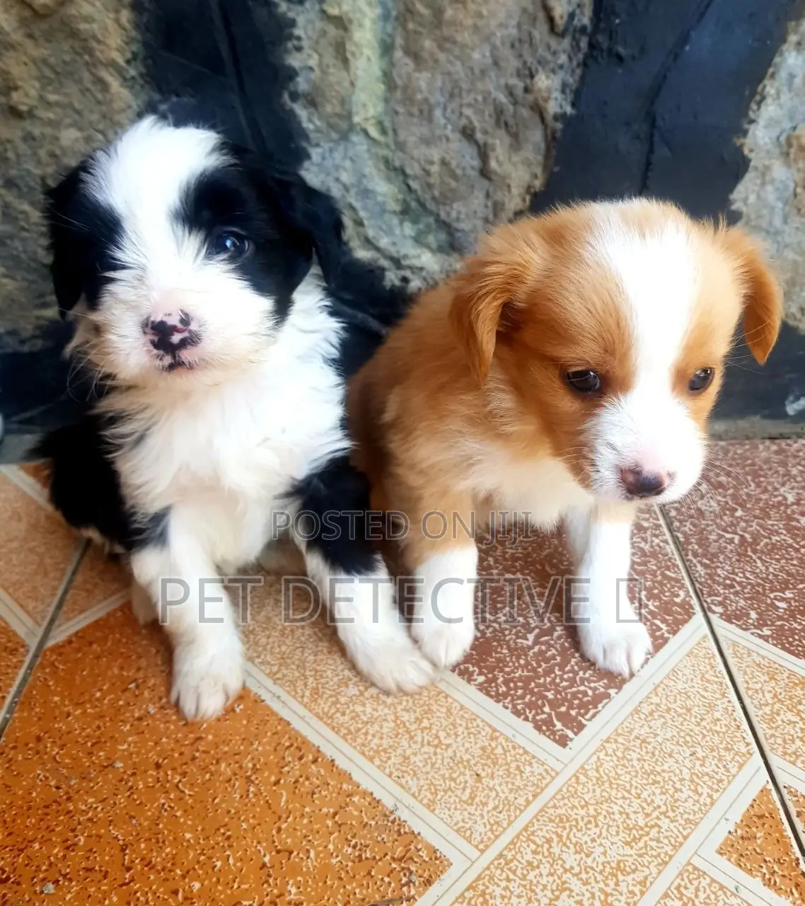 1-3 months Male Purebred Maltese