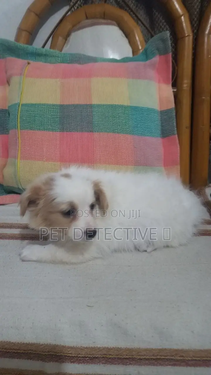 1-3 months Male Purebred Maltese