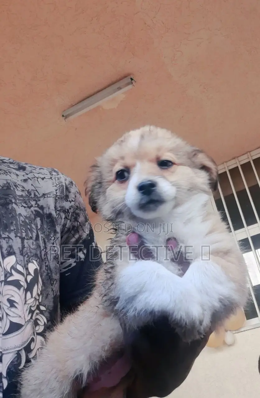 1-3 months Female Purebred Maltese