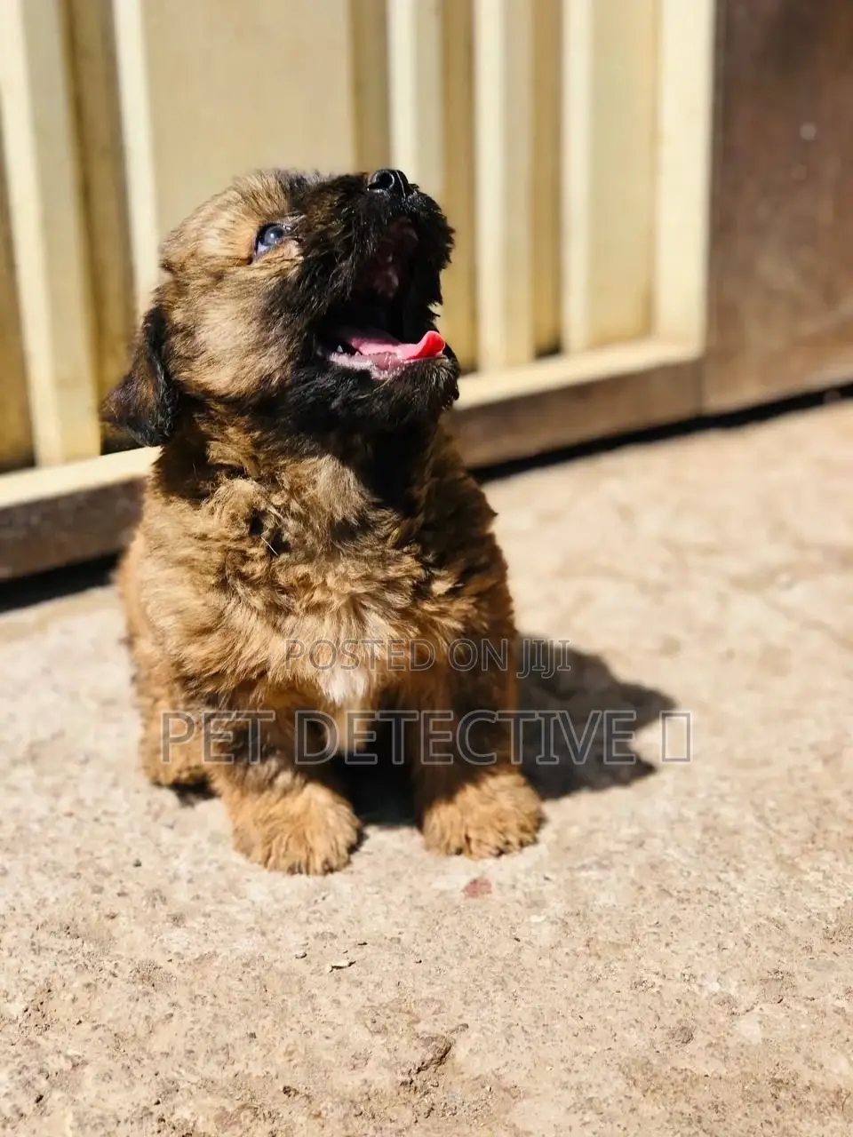 1-3 months Female Purebred Maltese