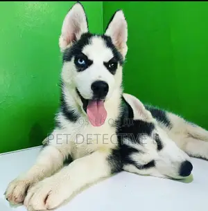 1-3 months Male Purebred Siberian Husky