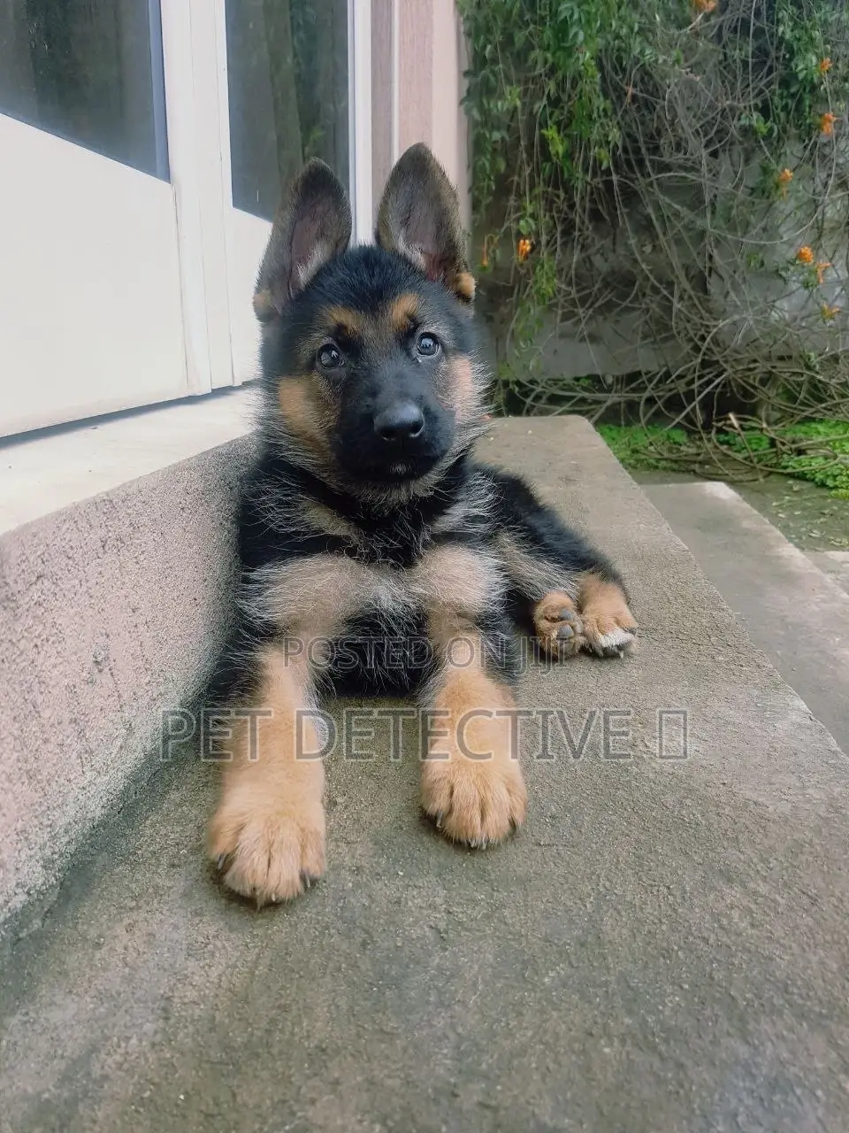 1-3 months Male Purebred German Shepherd