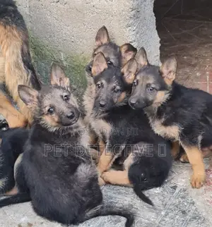 Photo - 1-3 months Male Purebred German Shepherd