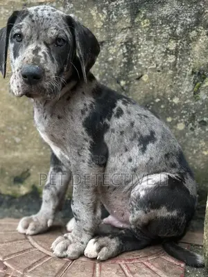 Photo - 1-3 months Male Purebred Great Dane