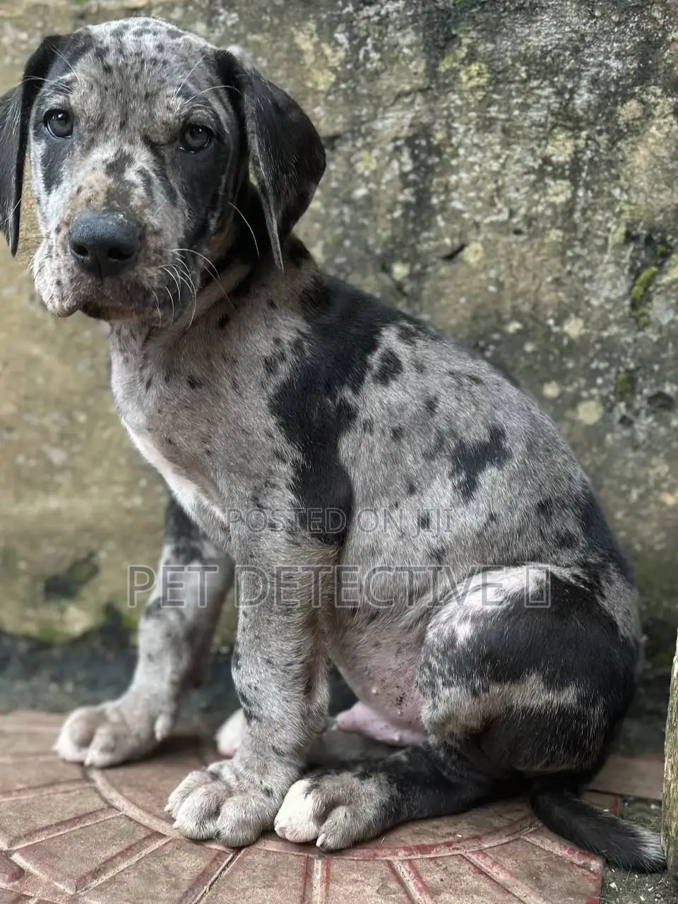 1-3 months Male Purebred Great Dane