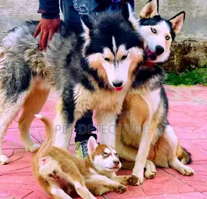 Photo - 1-3 months Male Purebred Siberian Husky