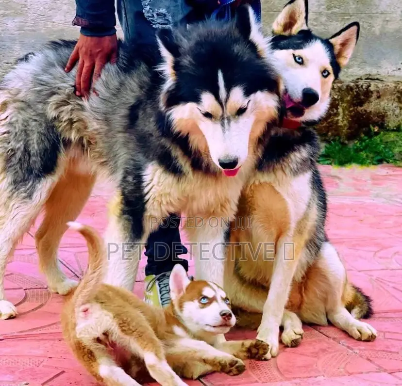 1-3 months Male Purebred Siberian Husky