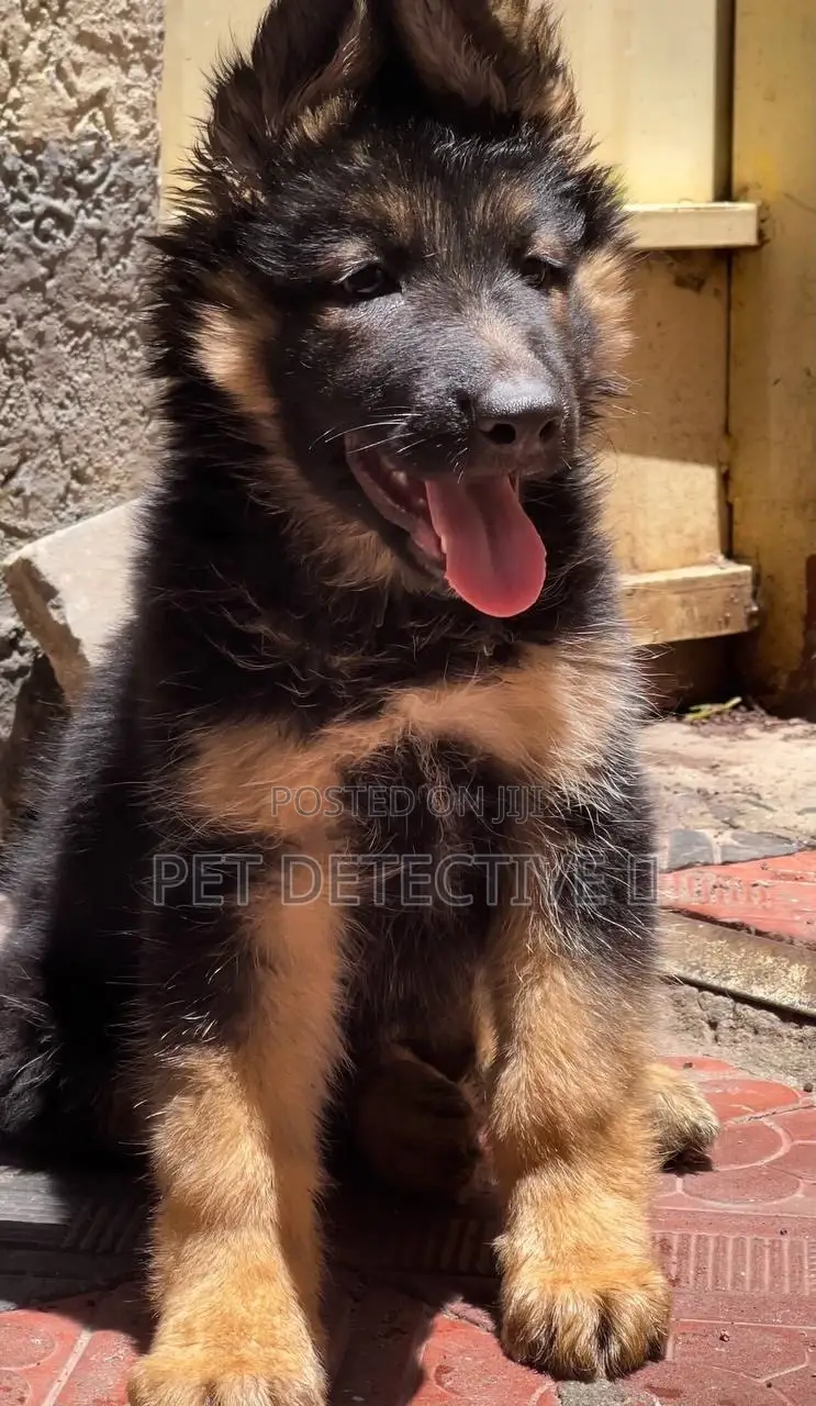 1-3 months Male Purebred German Shepherd