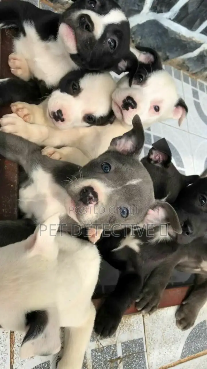 1-3 months Male Purebred American Pit Bull Terrier