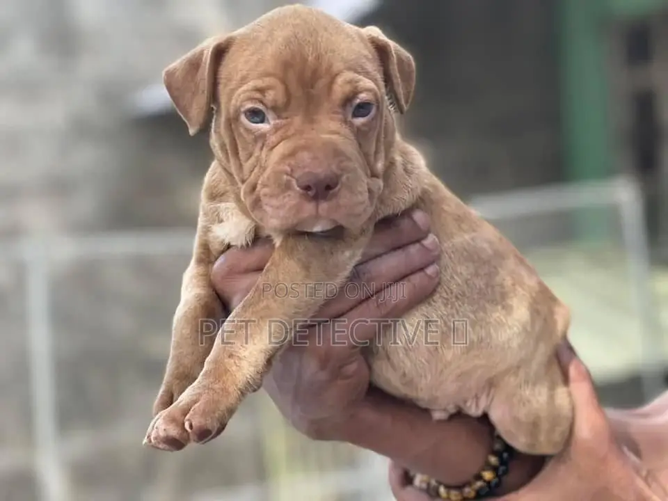 1-3 months Male Purebred Bullmastiff