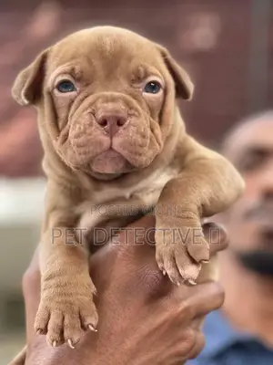 1-3 months Male Purebred Bullmastiff