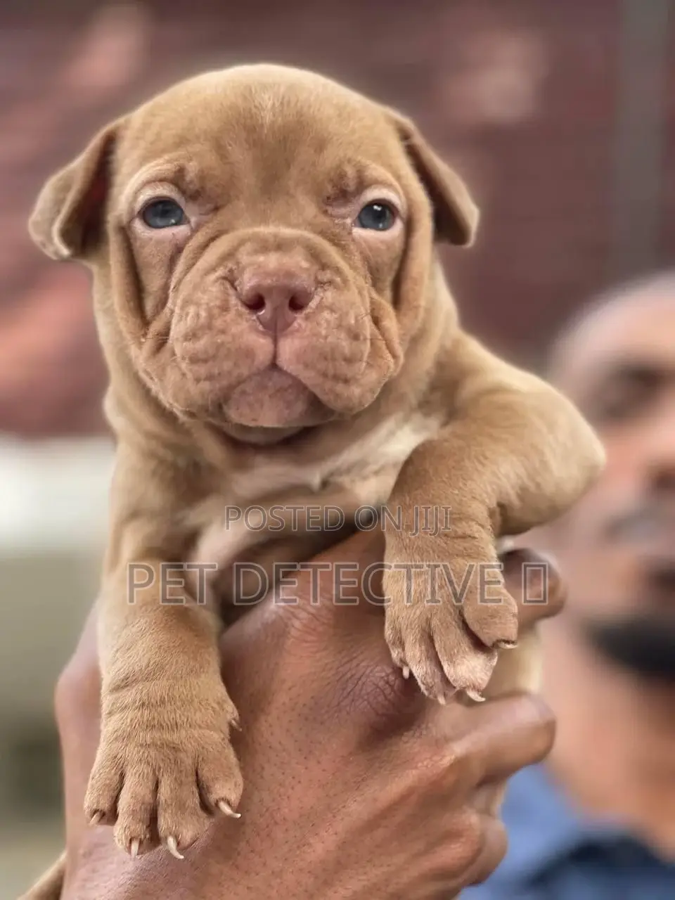 1-3 months Male Purebred Bullmastiff