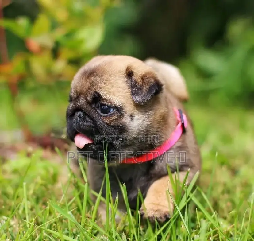 1-3 months Female Purebred Pug