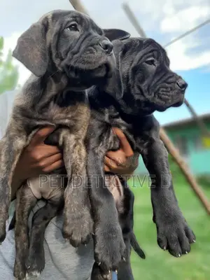 Photo - 1-3 months Male Purebred Great Dane