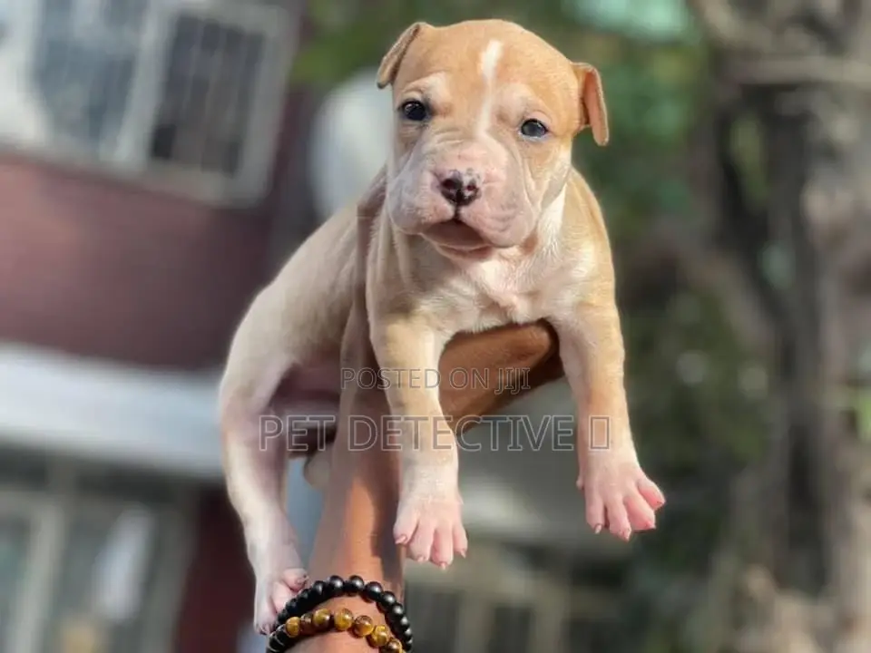 1-3 months Female Purebred Bullmastiff