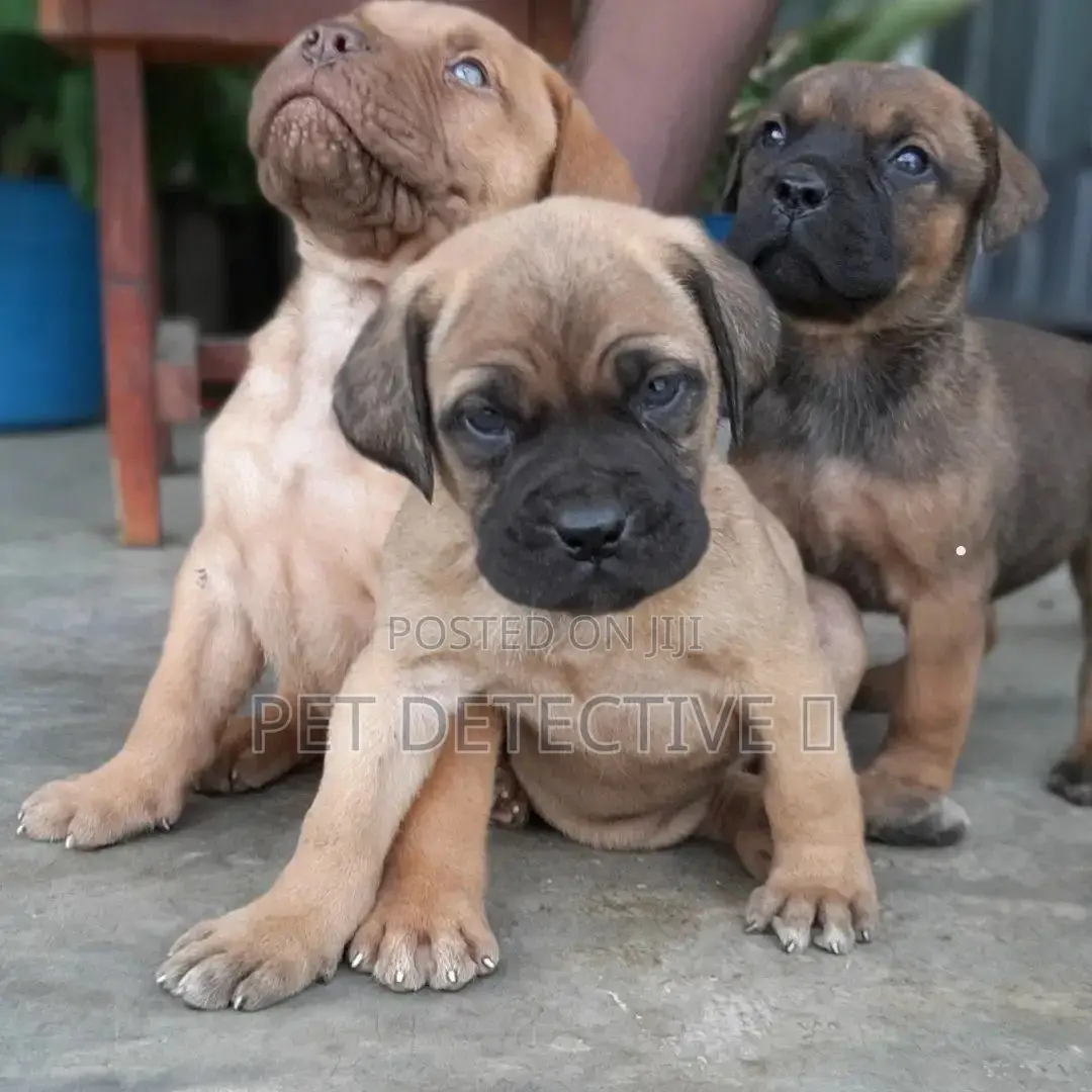 1-3 months Male Purebred Bulldog