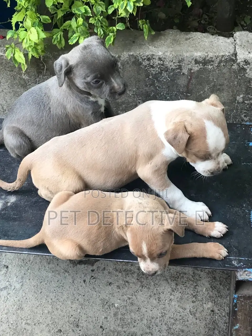1-3 months Male Purebred American Pit Bull Terrier