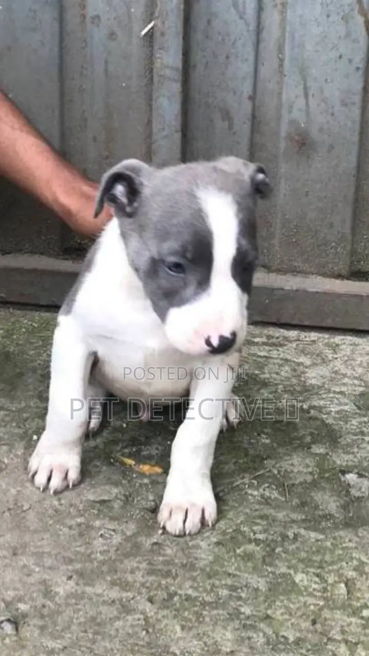 1-3 months Male Purebred American Pit Bull Terrier