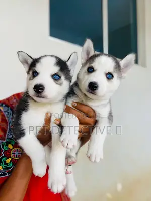 1-3 months Female Purebred Siberian Husky