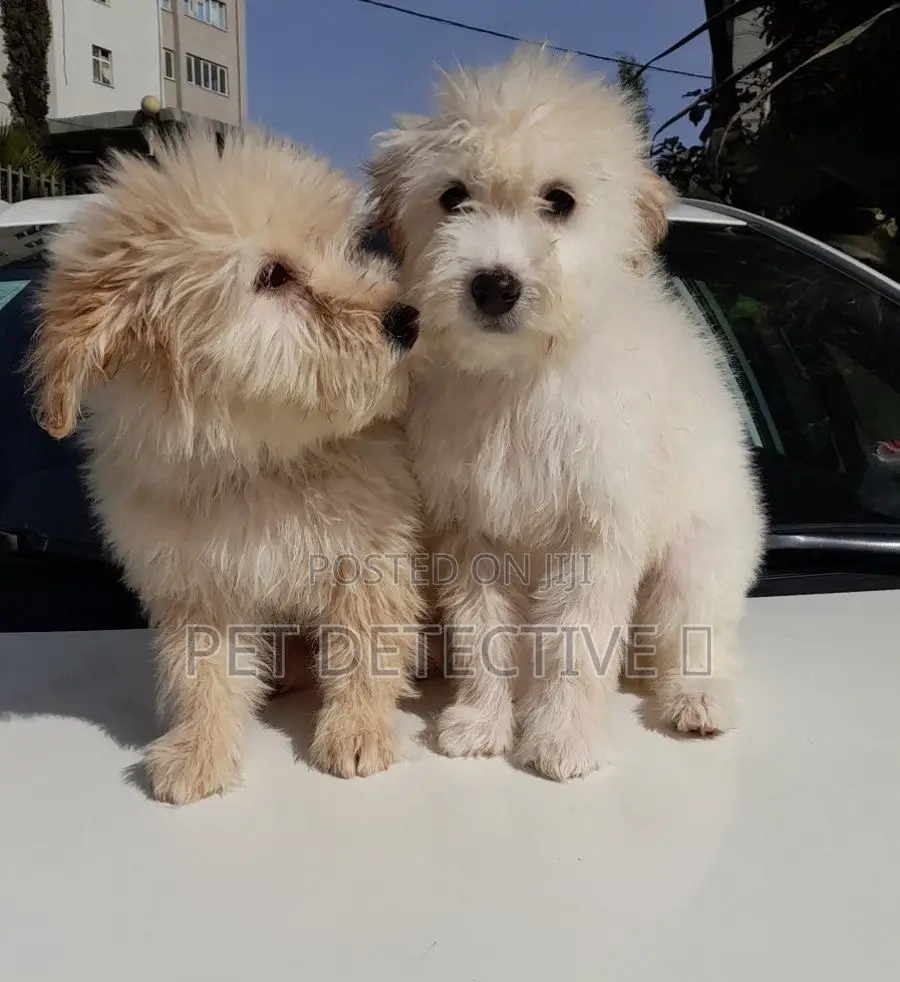 1-3 months Male Purebred Maltese