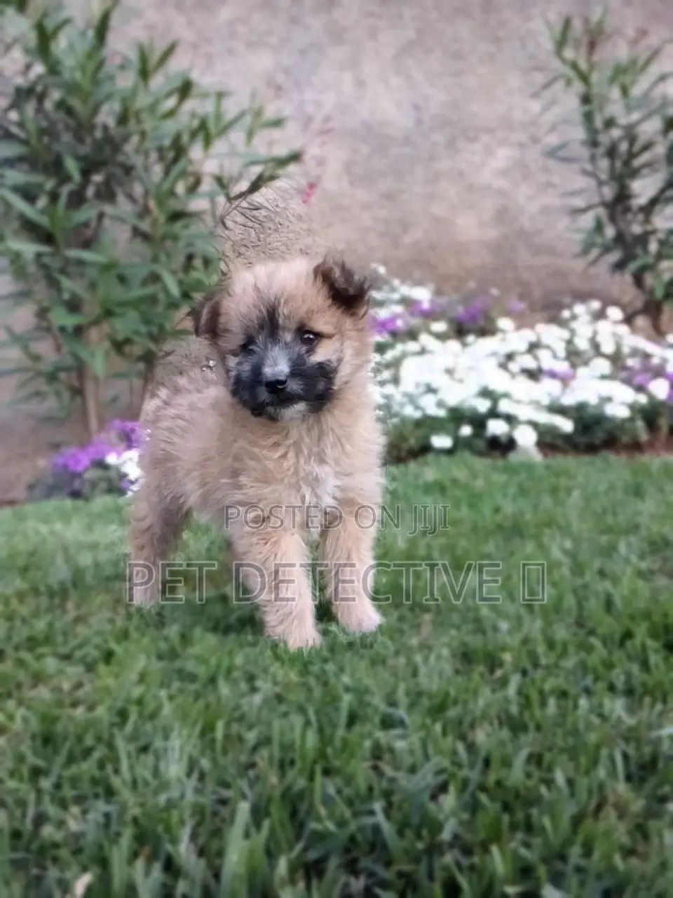 1-3 months Male Purebred Maltese