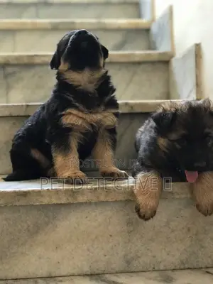 Photo - 1-3 months Male Purebred German Shepherd