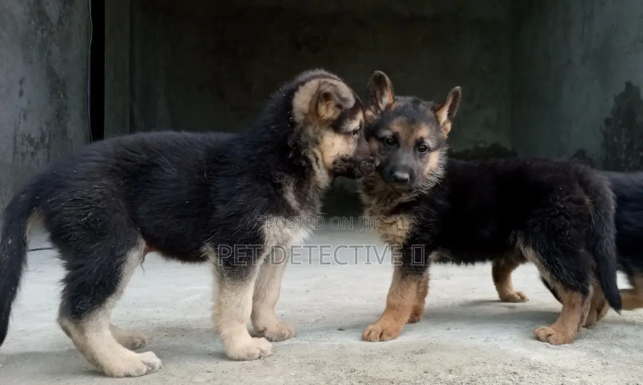 1-3 months Male Purebred German Shepherd