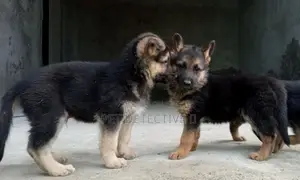 Photo - 1-3 months Male Purebred German Shepherd