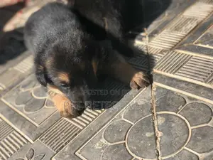 Photo - 1-3 months Male Purebred German Shepherd