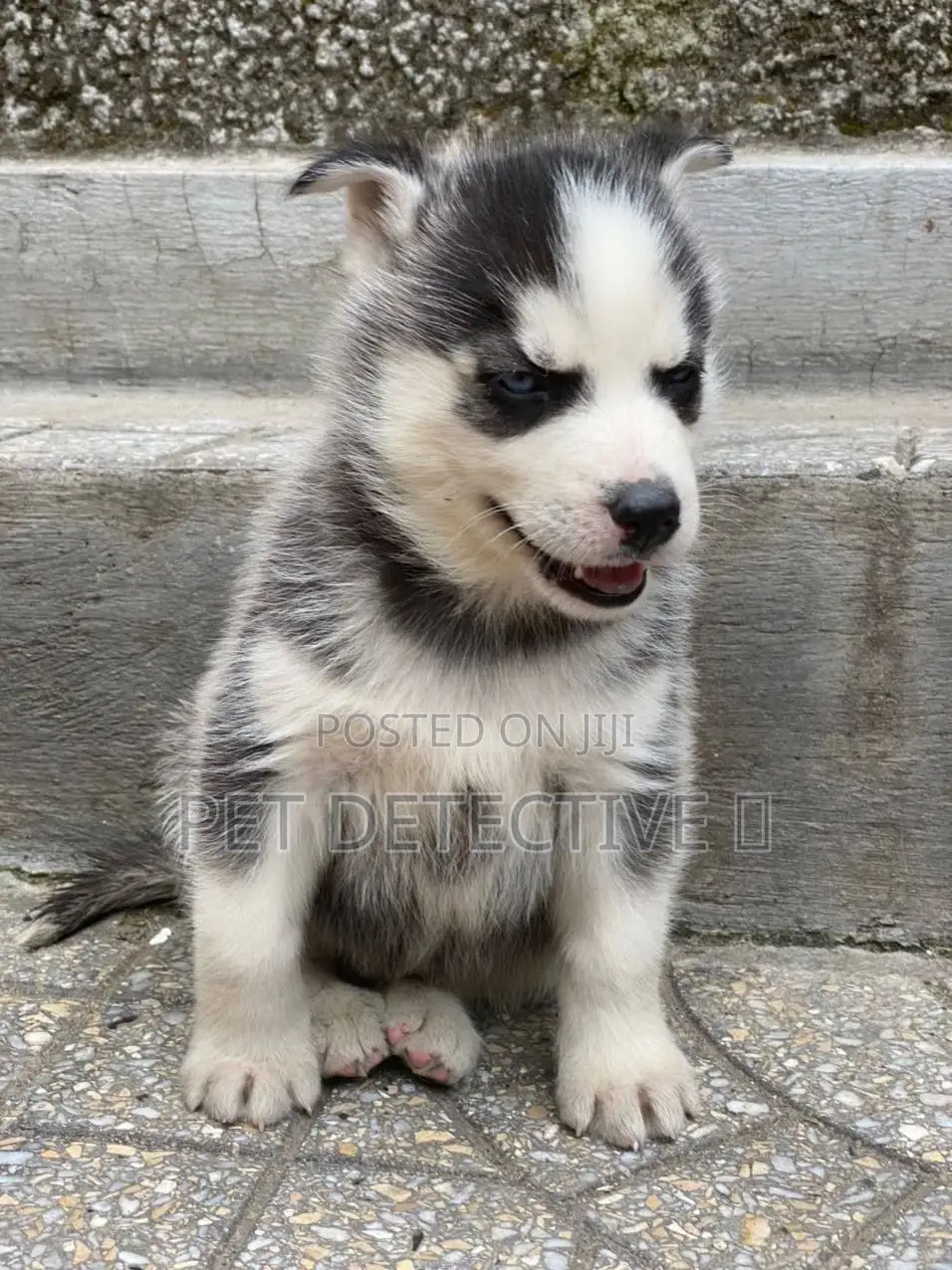 1-3 months Male Purebred Siberian Husky