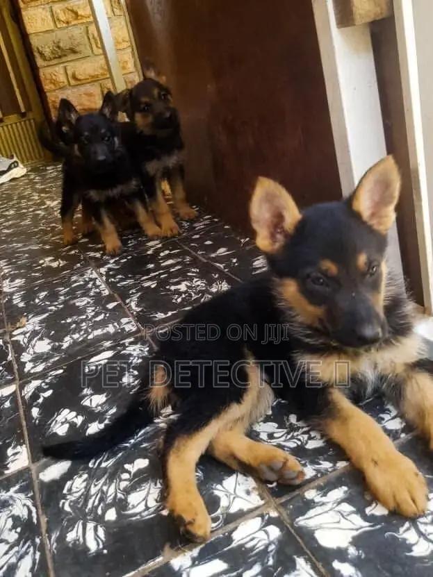 1-3 months Female Purebred German Shepherd