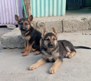 Photo - 1-3 months Male Purebred German Shepherd