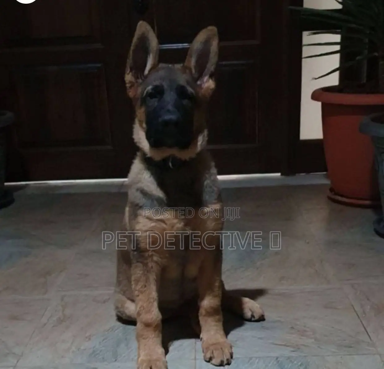 1-3 months Male Purebred German Shepherd