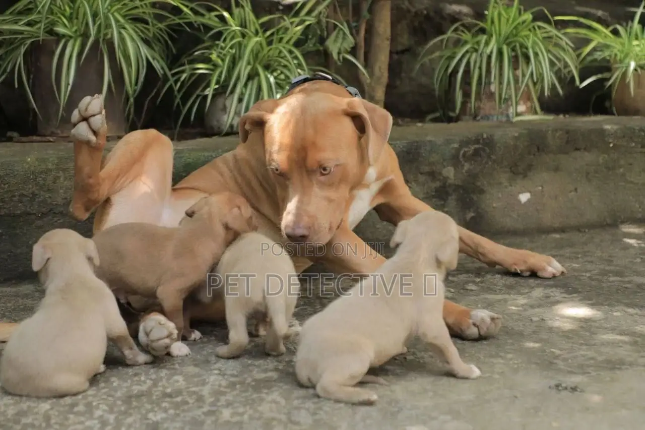 1-3 months Female Purebred American Pit Bull Terrier