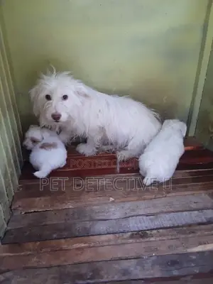 Photo - 1-3 months Male Purebred Maltese
