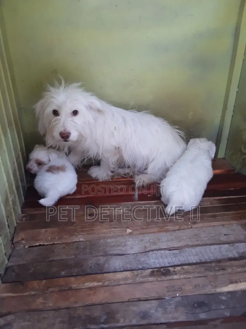 1-3 months Male Purebred Maltese