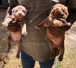 Photo - 1-3 months Male Purebred American Pit Bull Terrier