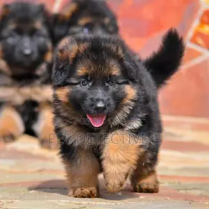 1-3 months Male Purebred German Shepherd